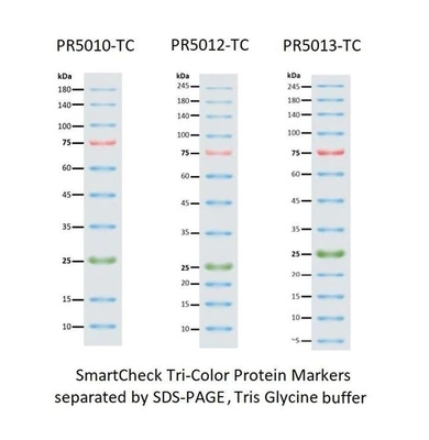 Échelle de marqueur de protéine d'III 12-190KDa Prestained pour l'électrophorèse de gel