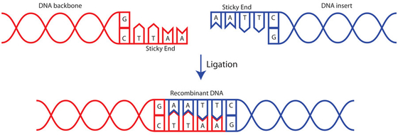 ligase nouvelle d'ADN T4 d'enzymes simples 400 U/UL pour l'usage de recherches SEULEMENT